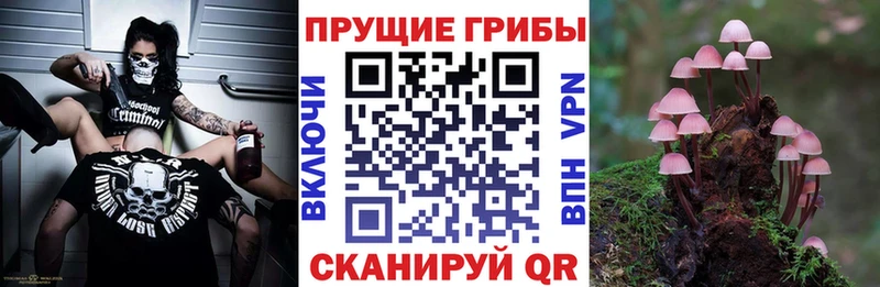 Галлюциногенные грибы Psilocybe  Купить где  Новомичуринск 
